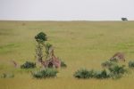 Regina Photographer - In Uganda - Paraa Lodge - Giraffes
