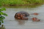 Regina Photographer - In Uganda - Paraa Lodge - Hippos