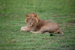 Regina Photographer - In Uganda - Paraa Lodge - Lion