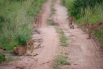 Regina Photographer - In Uganda - Paraa Lodge - Lionesses