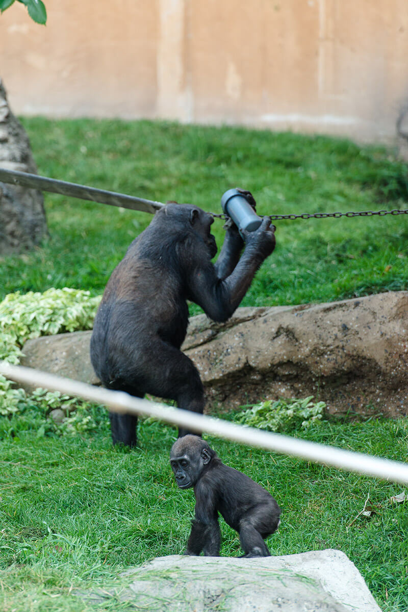 Baby gorilla in the enclosure at the Calgary Zoo