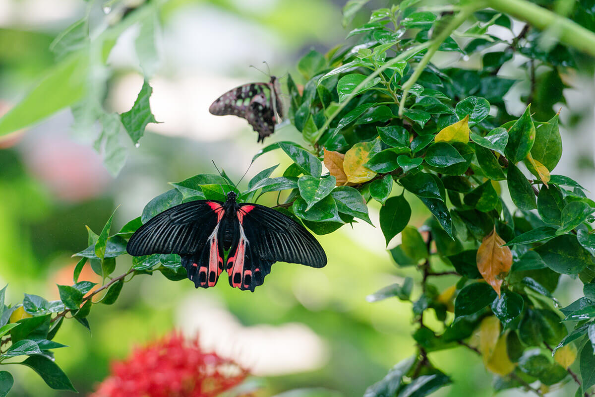 Butterfly and floral exhibit at the zoo