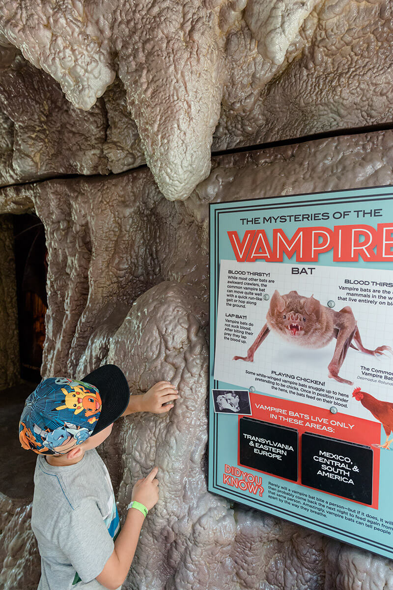 Learning the mysteries of the vampire bat