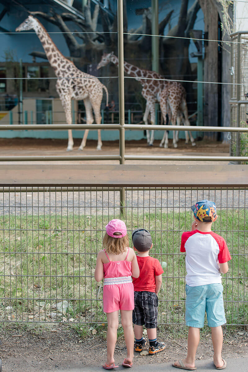 Liske children watching the giraffes at the zoo