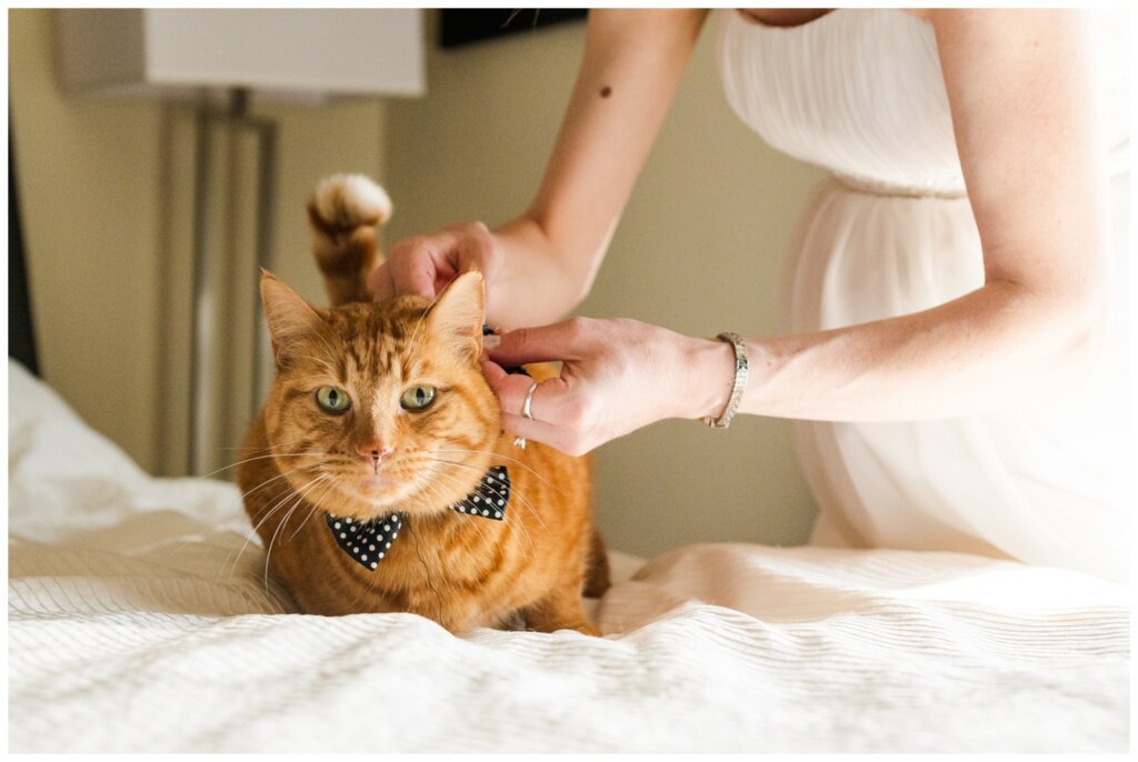 Shawn Jennifer - 06 - Moose Jaw Wedding Bride puts black polkadot bowtie on her cat