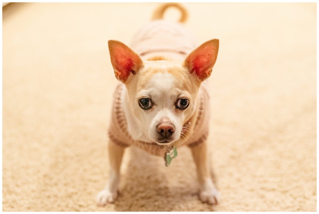 Munroe Family - Regina - 11 - Chihuahua in a pink sweater